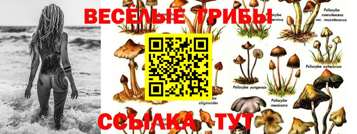 Галлюциногенные грибы Psilocybe  наркота  Санкт-Петербург  Вход с VPN 